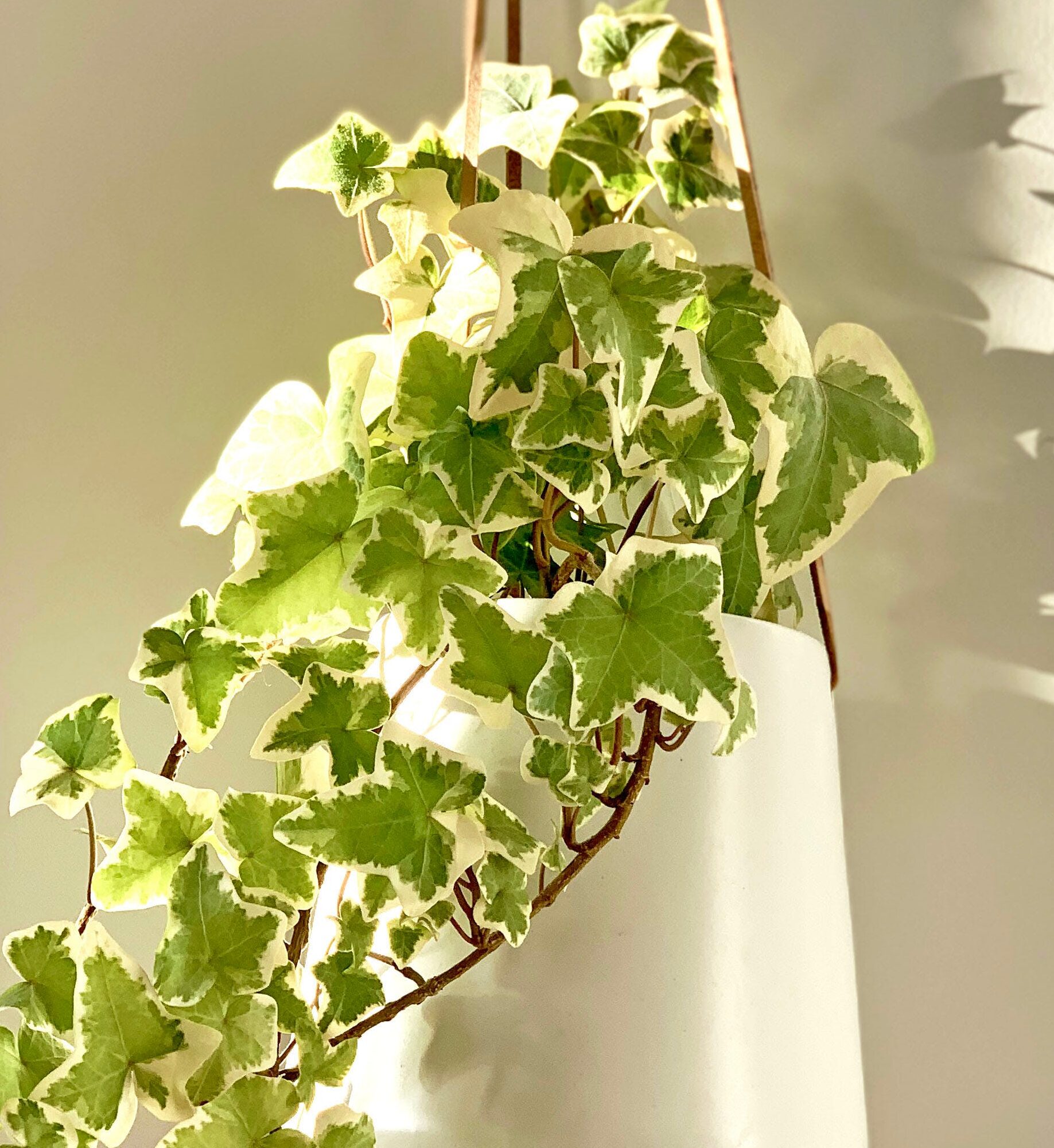 25 Houseplants to Transform Your Interior Into an Indoor Garden Bored