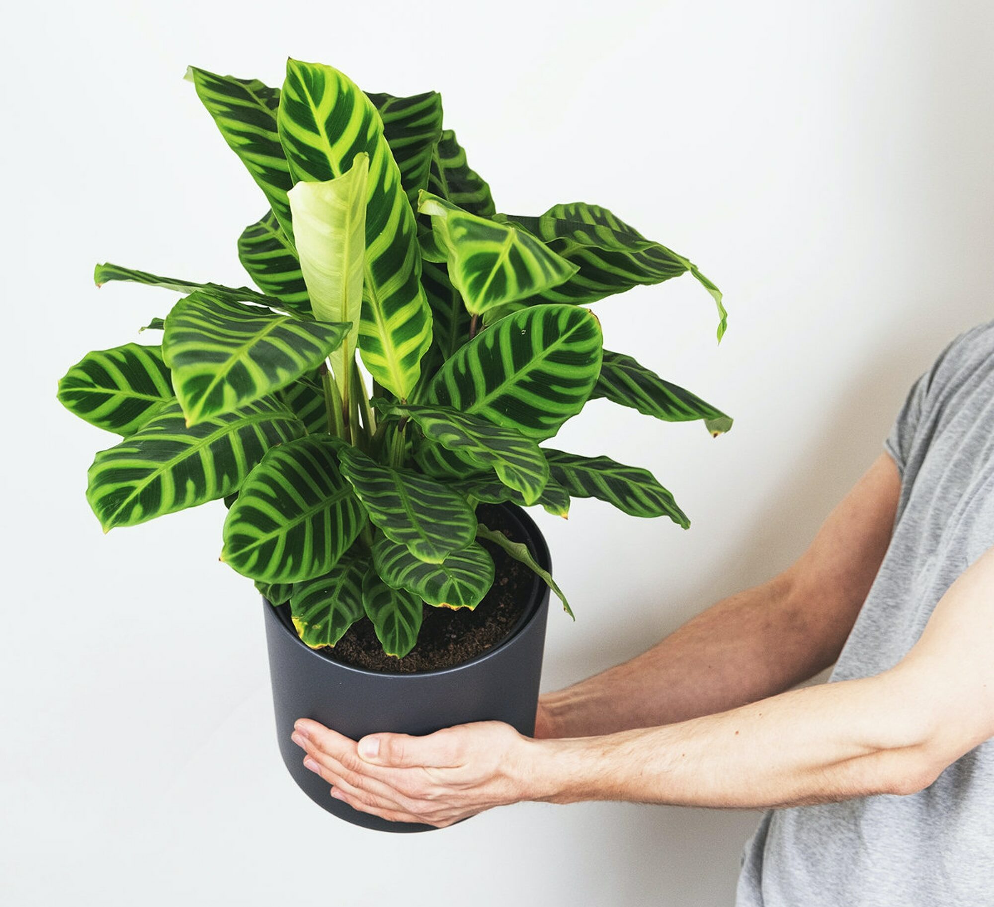 25 Houseplants to Transform Your Interior Into an Indoor Garden Bored