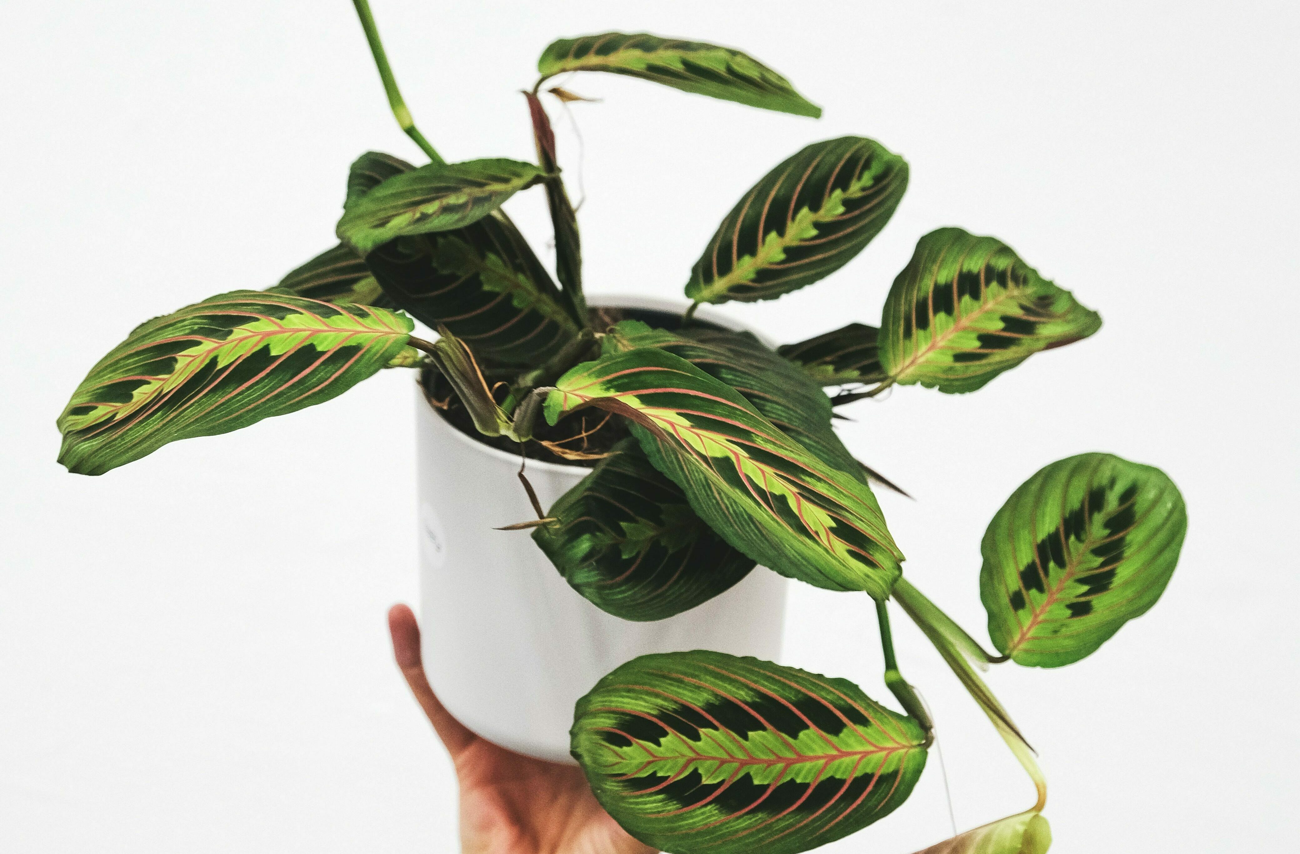 25 Houseplants to Transform Your Interior Into an Indoor Garden Bored