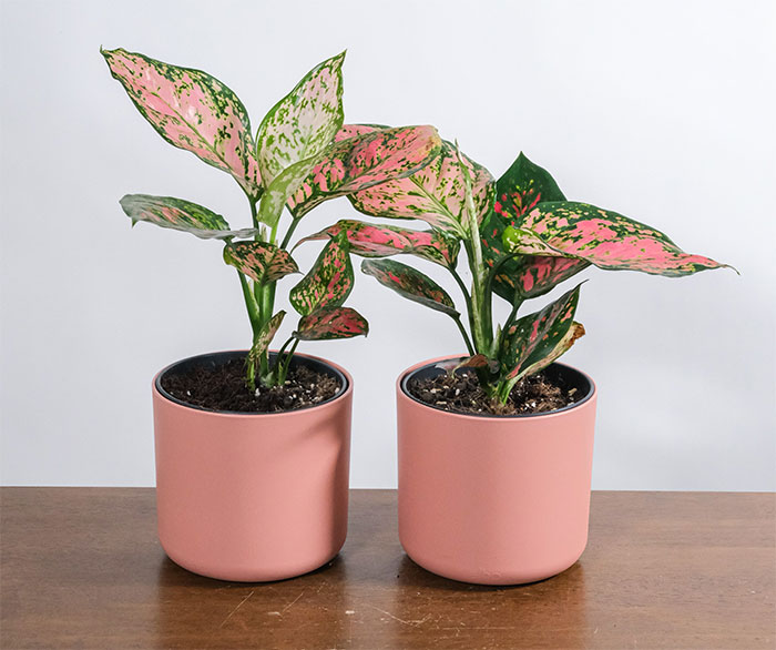 Two Aglaonemas - Chinese Evergreens in pink pots, on a wooden table