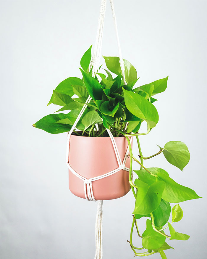 A golden pothos in a makramee hanger and in brown pot