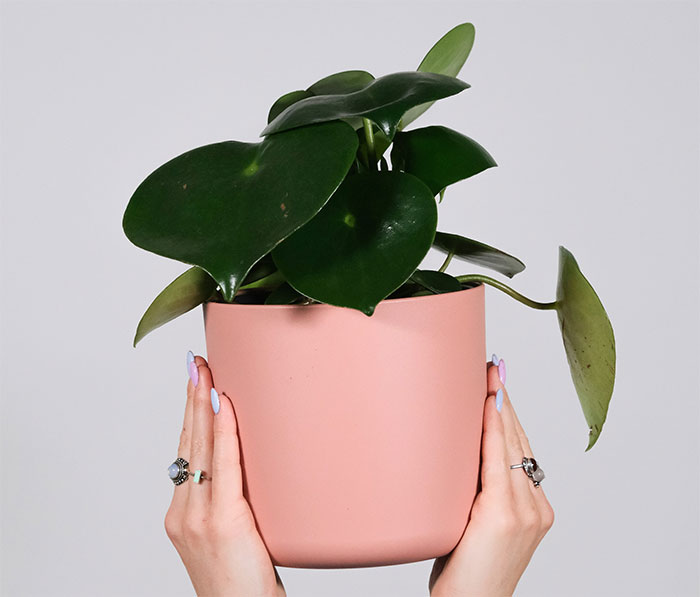 person holding radiator plant in pink pot