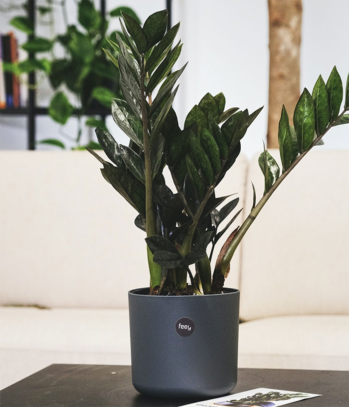 a ZZ plant sitting on top of a table with black pot a ZZ plant sitting on top of a table with black pot