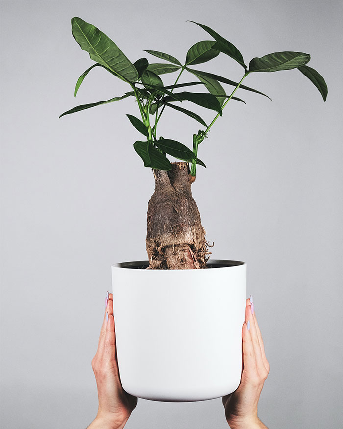 Money tree plant in white ceramic pot