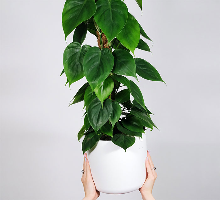 Heartleaf Philodendrons plant in white pot