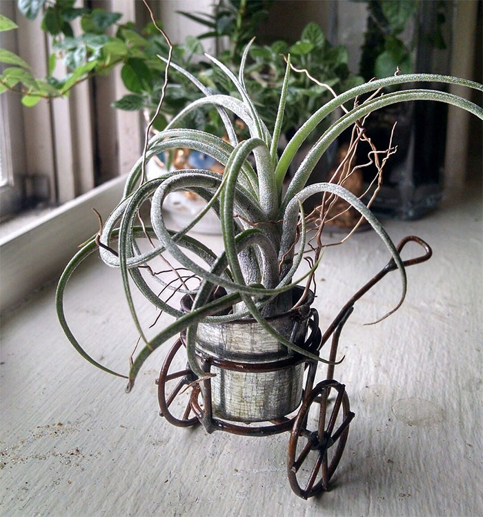 Potted Air plant on table