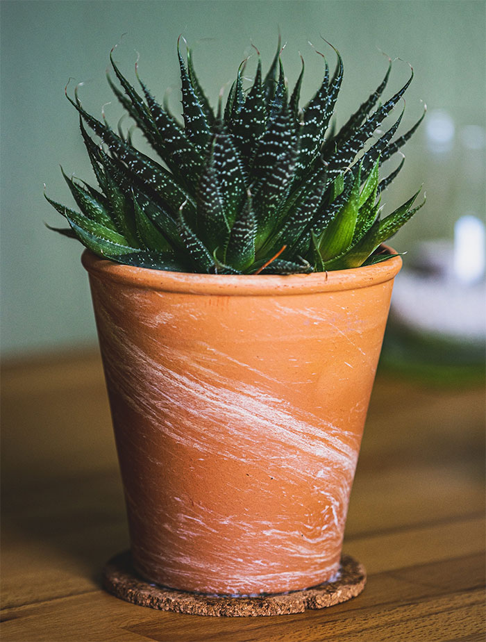 Lace Aloe plant in brown pot on table