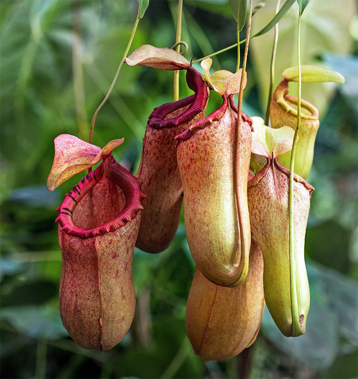 Closeup tropical pitcher plants