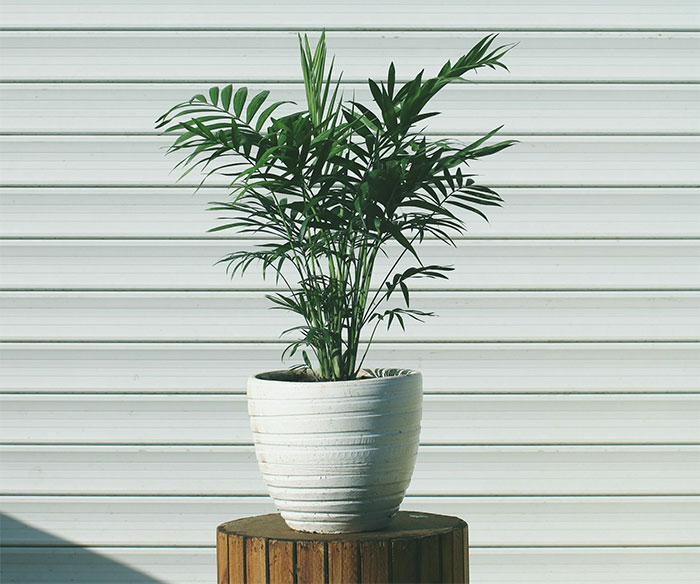 Parlor Palm in white ceramic pot