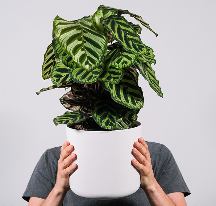 Person holding Peacock plant in white pot