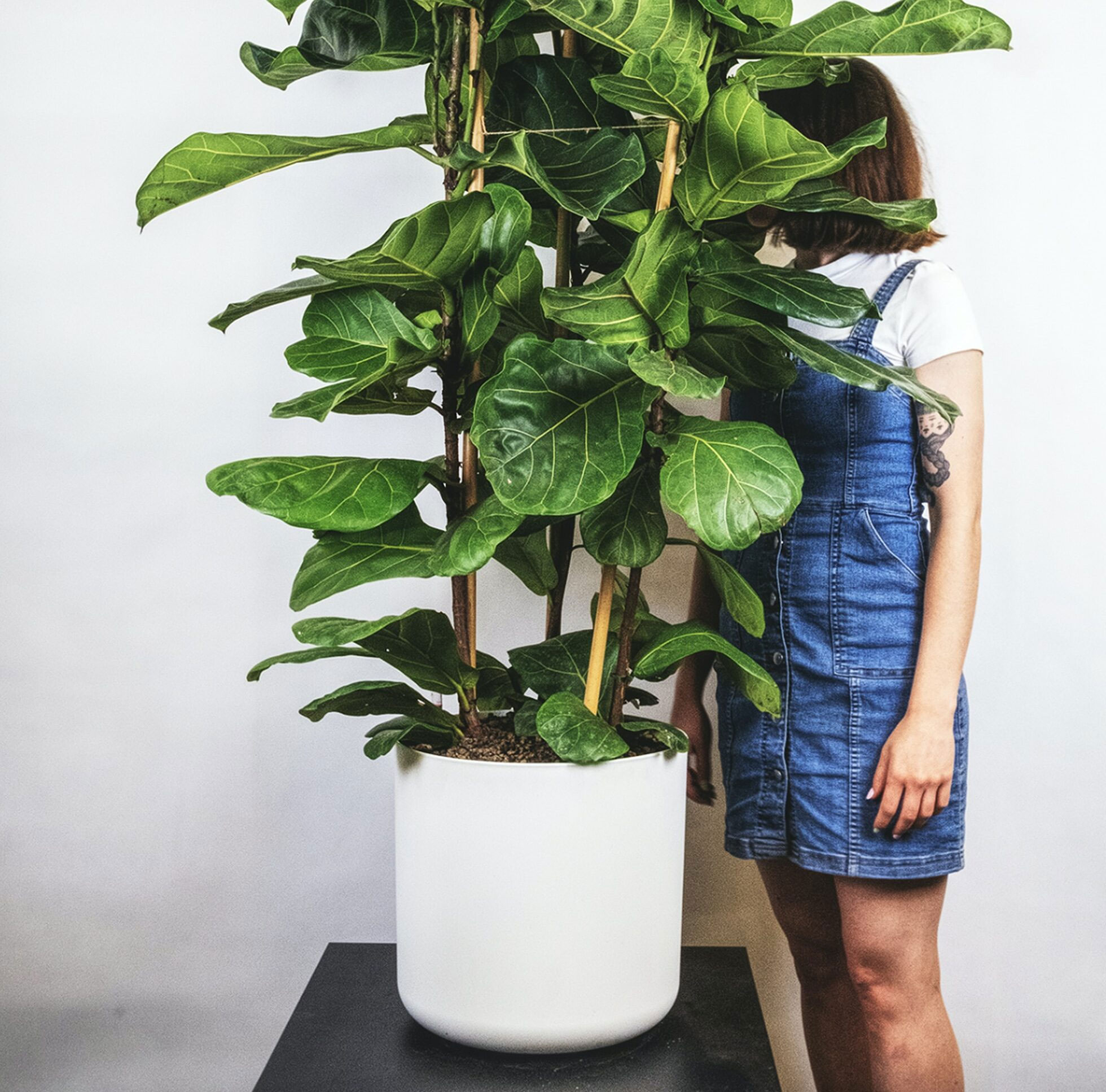 A woman standing next to a Fiddle-Leaf Fig plant in white pot