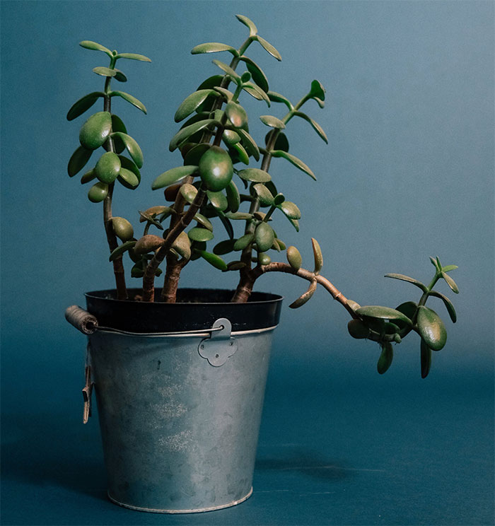 Jade plant in a bucket