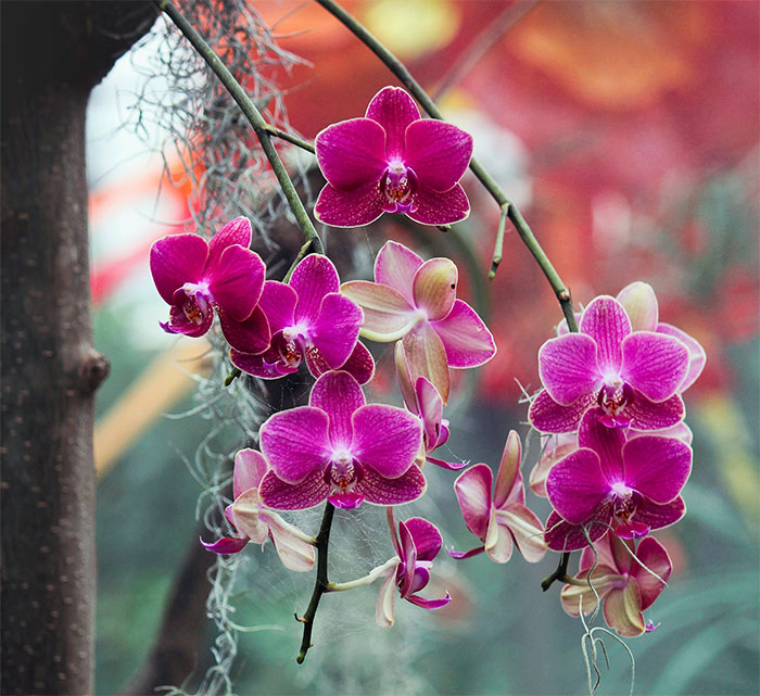 Closeup pink purple orchids