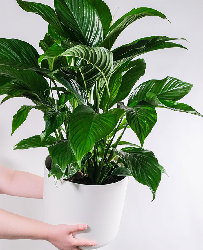 Peace Lily Spathiphyllum wallisii in a white pot held by two woman’s hands