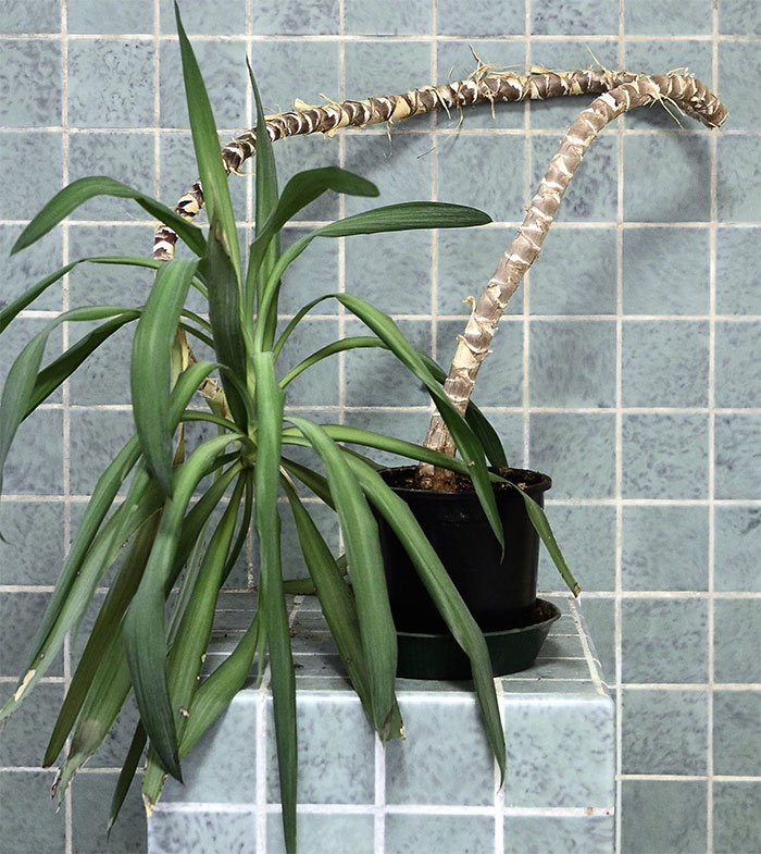 Small yucca tree in black pot against blue tiled wall