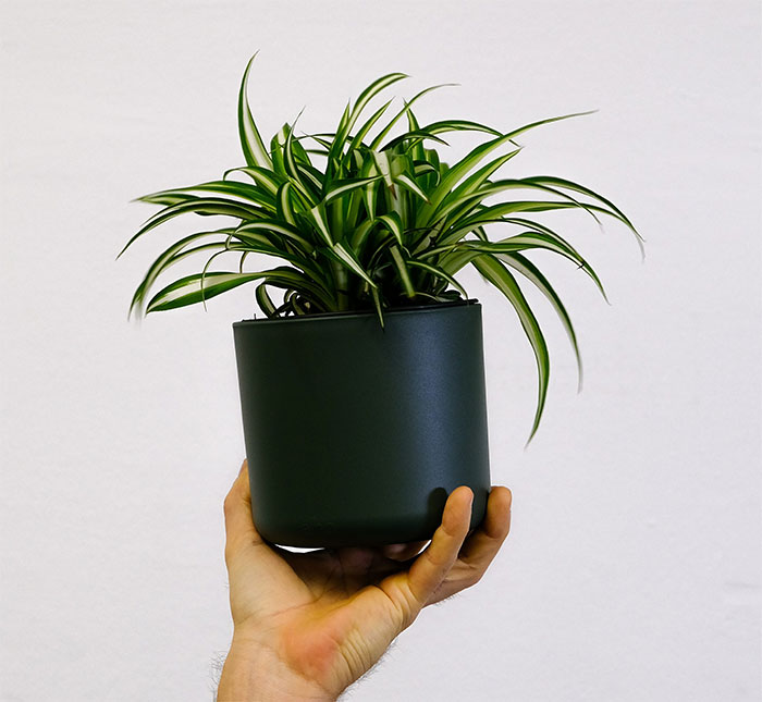 Person holding spider plant in black pot