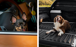 How to get Dog Hair out of your Car (10 Effective Methods)