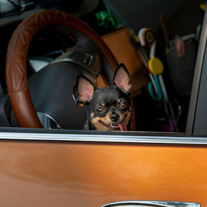 How to get Dog Hair out of your Car (10 Effective Methods)