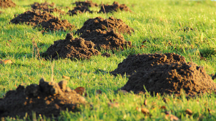 Molehills in lawn