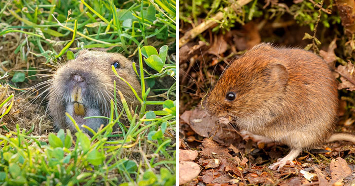 Pocket gopher emerging from underground burrow and vole on forest floor, common pests in mole control strategies.
