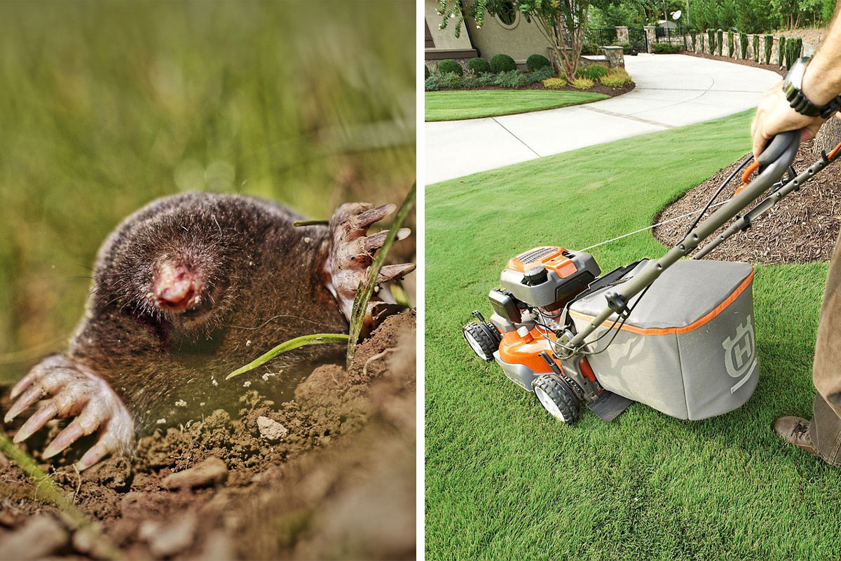 How to Get Rid of Moles (and Keep Them Away Permanently) | Bored Panda