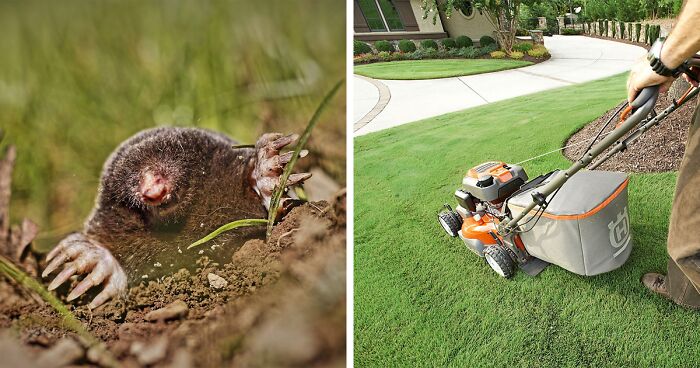 Close-up of a mole digging in dirt beside a person mowing a lawn, illustrating how to get rid of moles permanently.