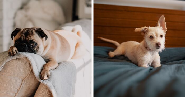 7 Tested Tips on How to Keep Dogs Off the Couch and Sofa