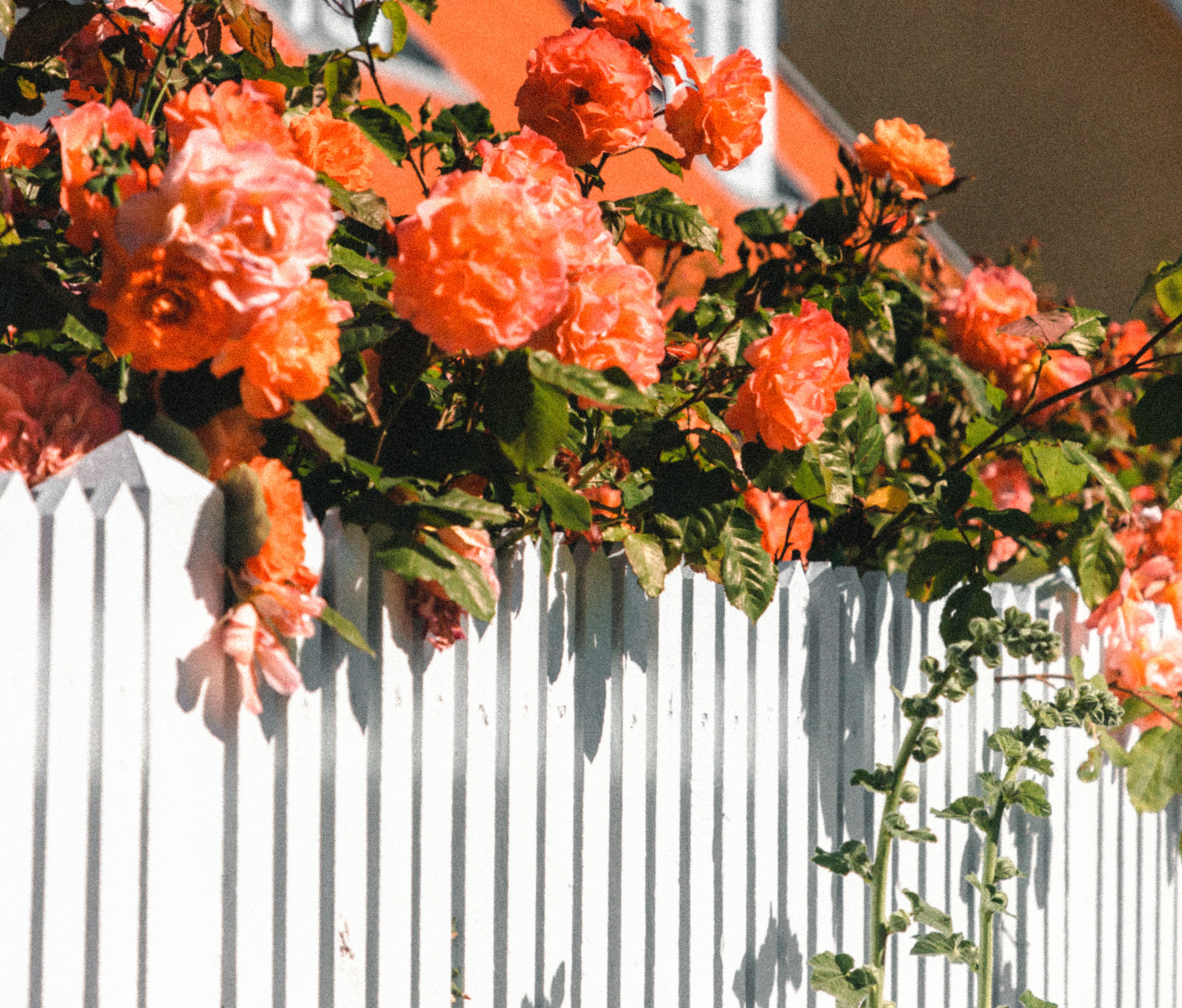 orange flowers with white fence