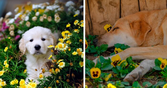 How to Keep Dogs Out of Flower Beds: Humane and Effective Tips