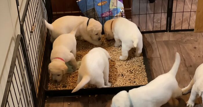 How to Keep Dogs Out of Litter Box: 12 Proven Strategies