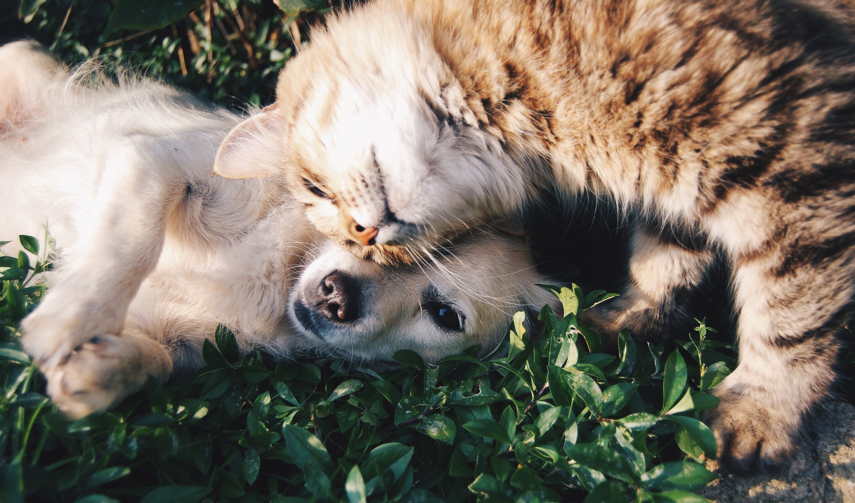 white dog and gray cat hugging white dog and gray cat hugging