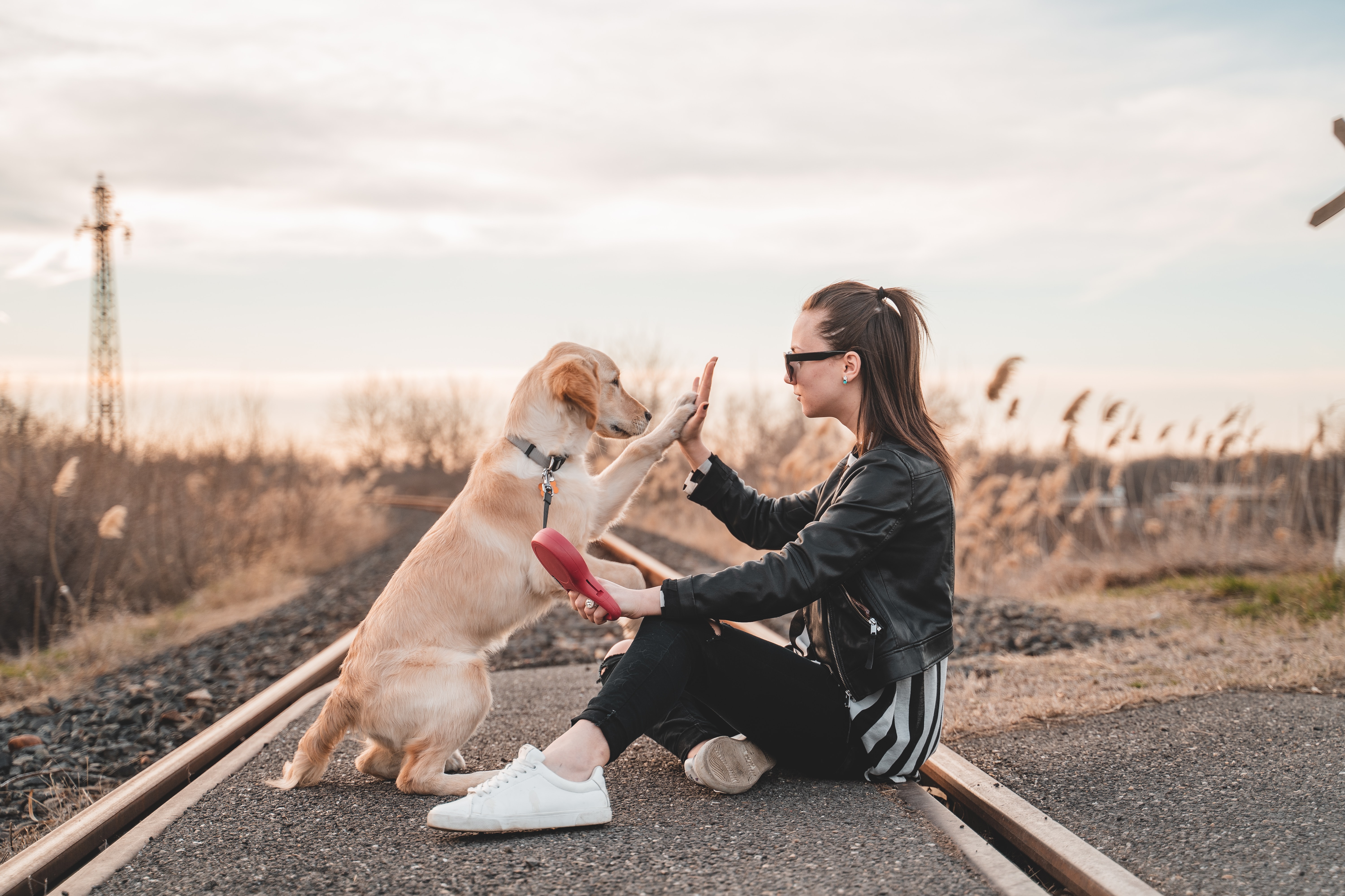 woman training a dog woman training a dog