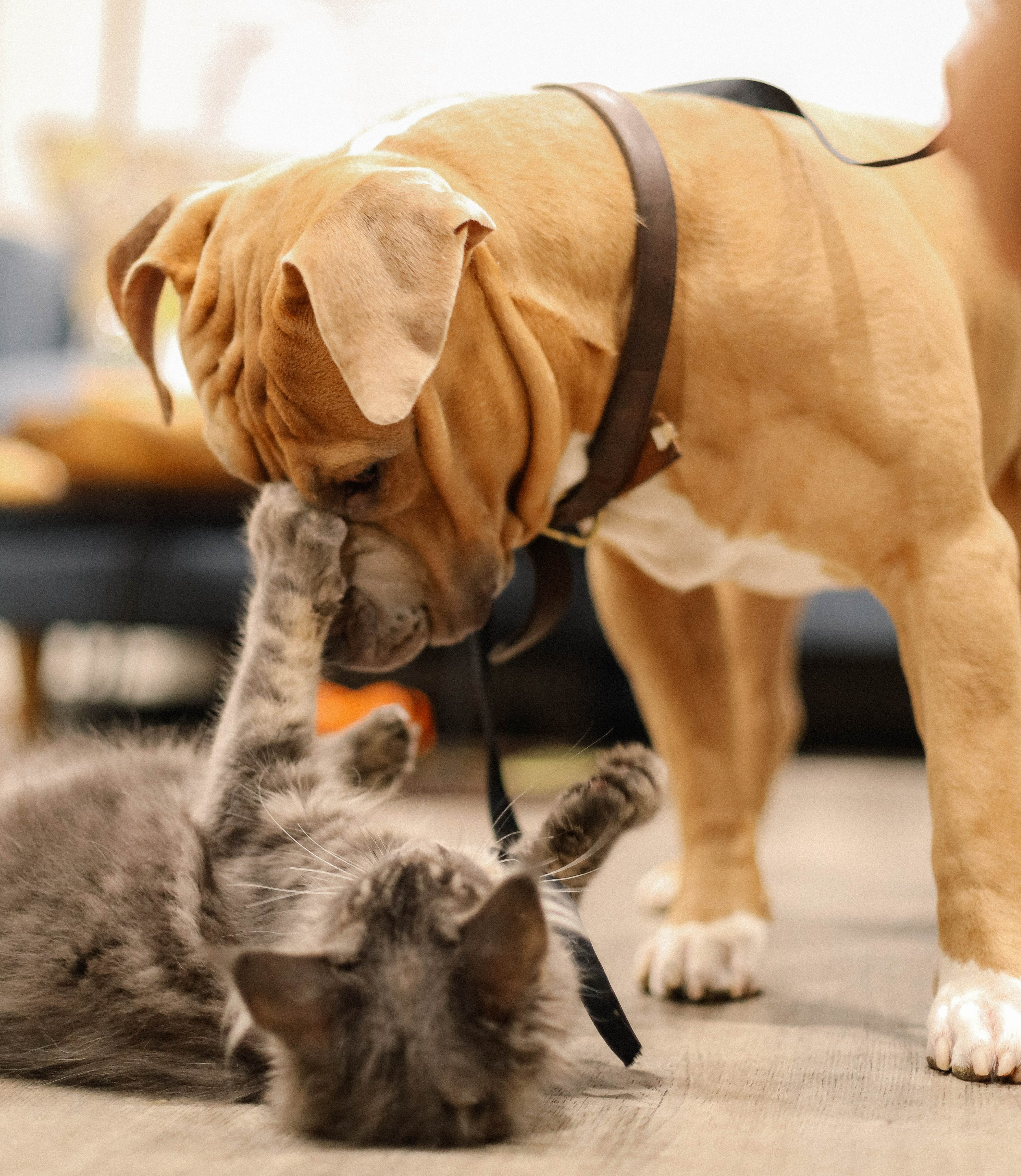 brown dog playing with cat