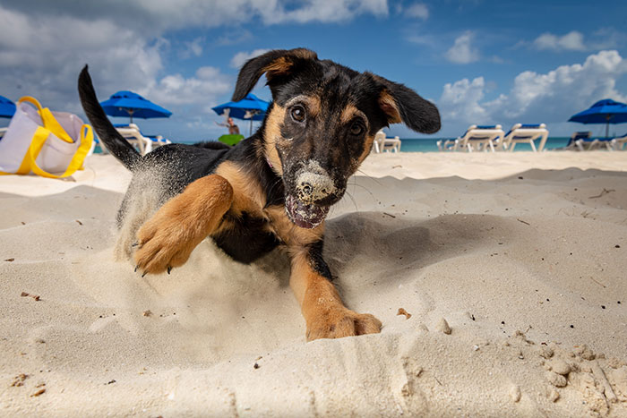 I Took Photos Of These puppies On The Beach To Help Them Get Adopted (16 Pics)