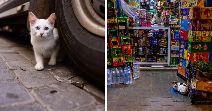 I Took Photos Of Stray Cats Hours Before An Earthquake In Morocco, And Here’s The Result (57 Pics)