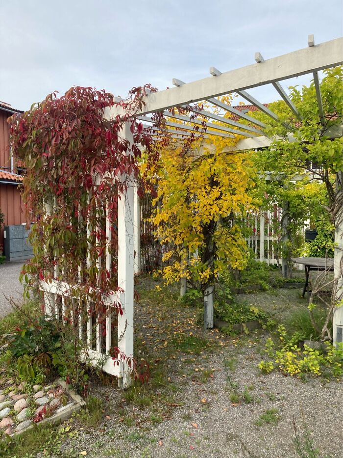 Community Pergola, Two Weeks Later And All These Leaves Are Gone! - Sweden