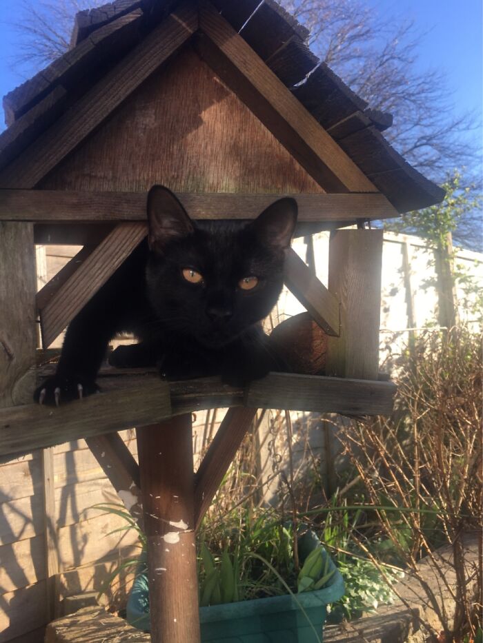 Cunningly Disguised As A Bird Table…god Loves A Trier!