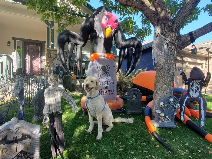 Our Dog Poses With Neighbors' Halloween Decorations (14 Pics)
