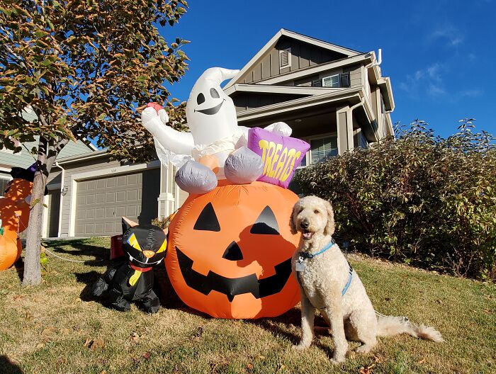 Our Dog Poses With Neighbors' Halloween Decorations (14 Pics)