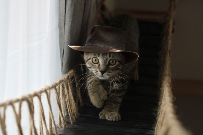 Indiana Jones Kitty