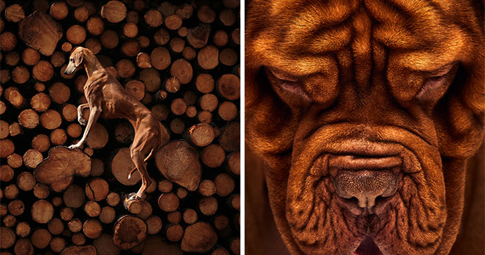International Pet Photographer Of The Year Awards: 50 Best Images Of 2023