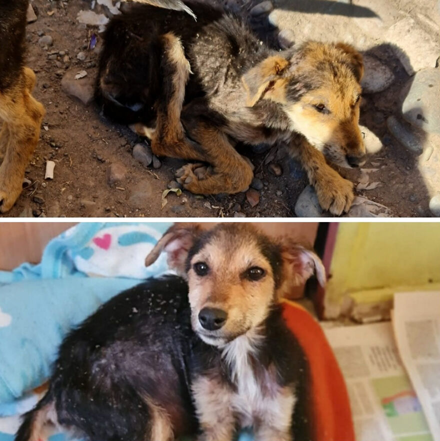 Rescued dog before and after photos