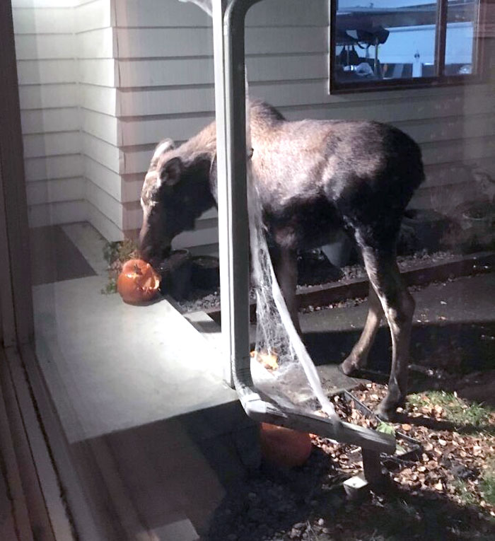 My Halloween Decorations Got Eaten By A Moose This Morning