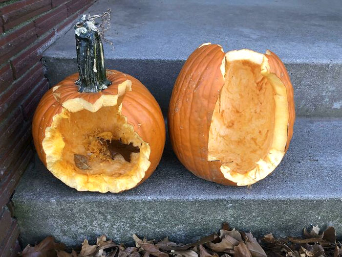 Carved Pumpkins On Sunday. Squirrels Ate Their Faces On Monday