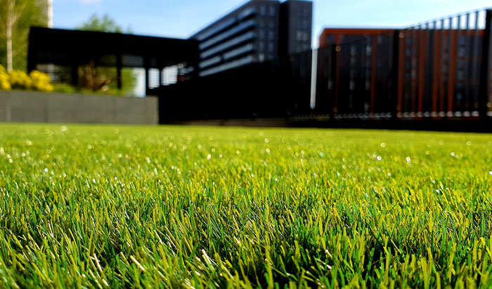 Green grass field Green grass field