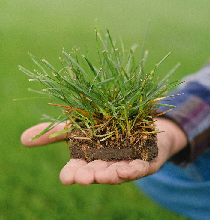 A person holding a piece of ground with grass 