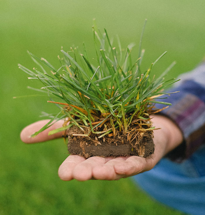 A person holding a piece of ground with grass A person holding a piece of ground with grass
