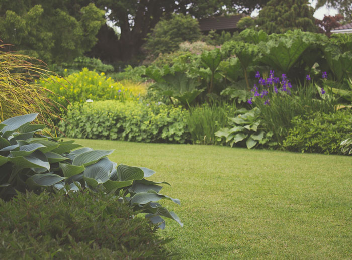 Green lawn with bushes and flowers around it Green lawn with bushes and flowers around it