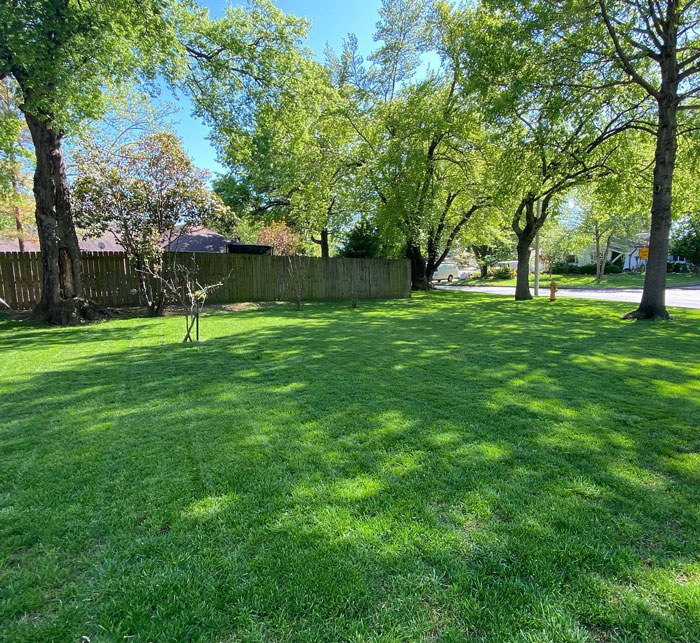 Green lawn with trees 