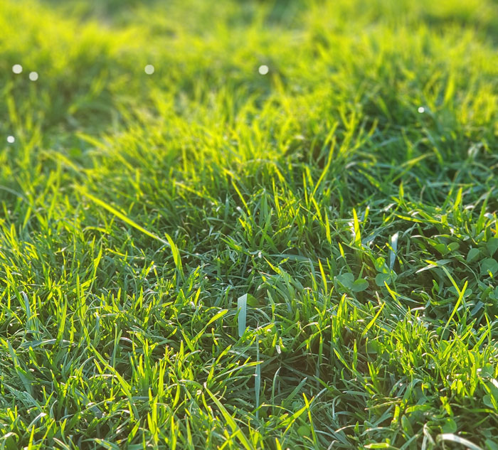 Green grass field during daytime
